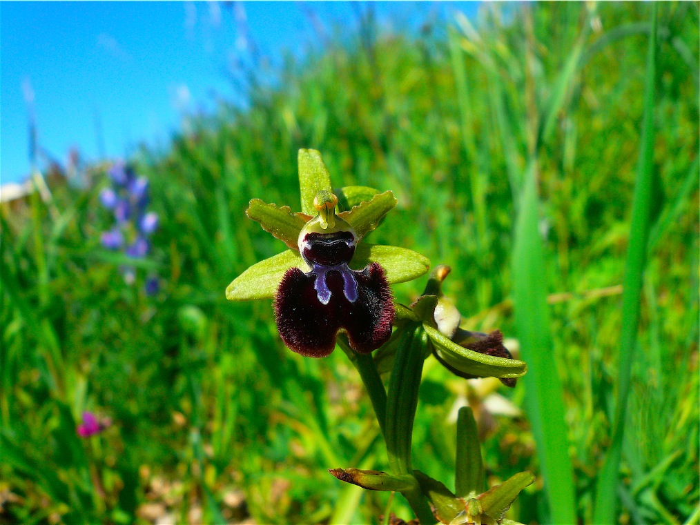 Ophrys , Orchis e ibridi - Orchidee cittadine II